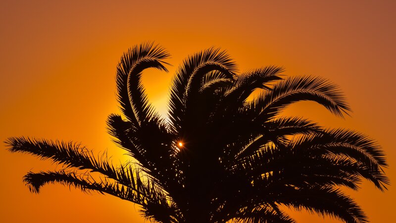Palm tree silhouette at sunset