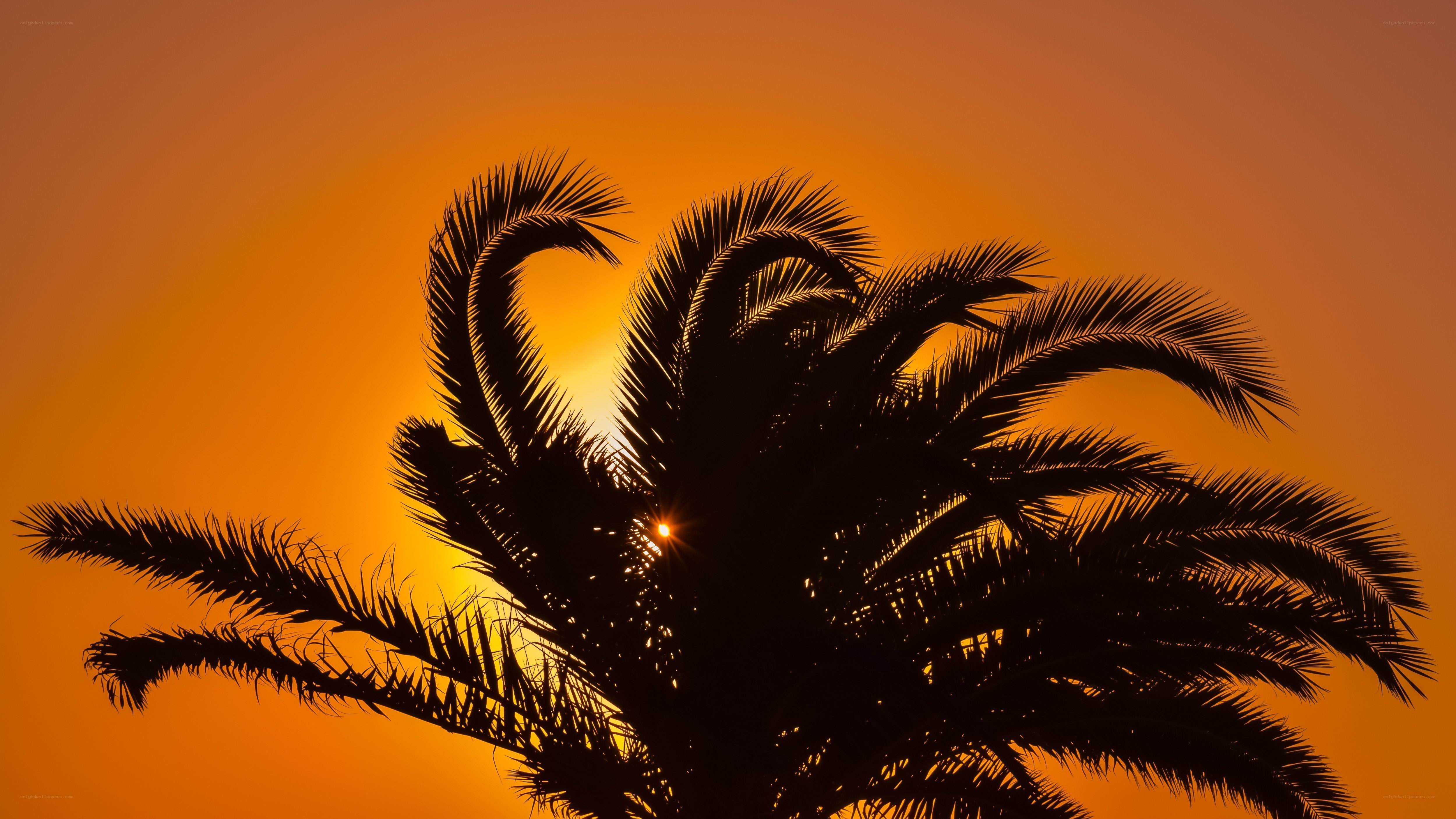 Palm tree silhouette at sunset