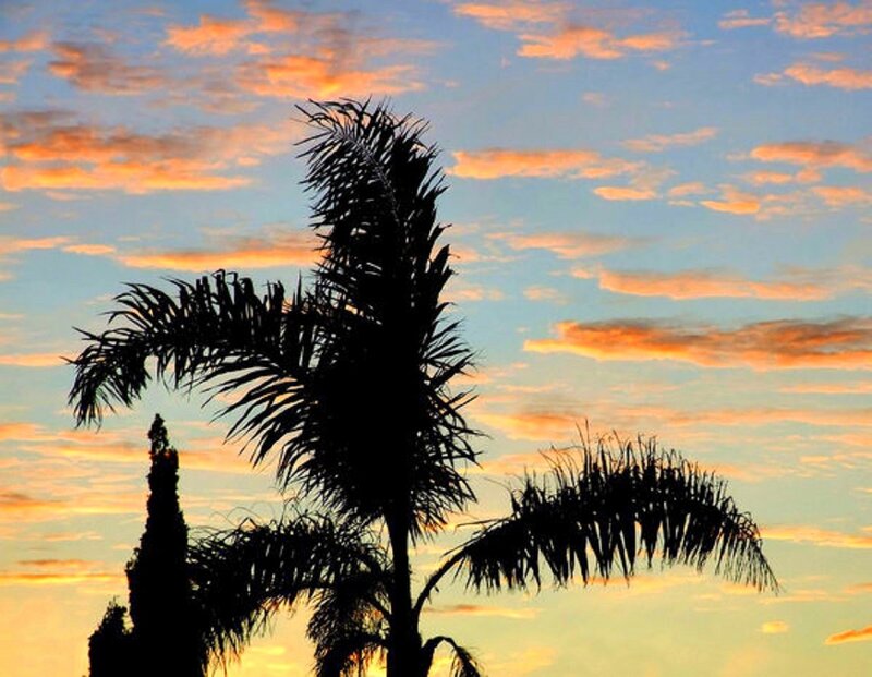 Palm Tree Silhouette — Blue