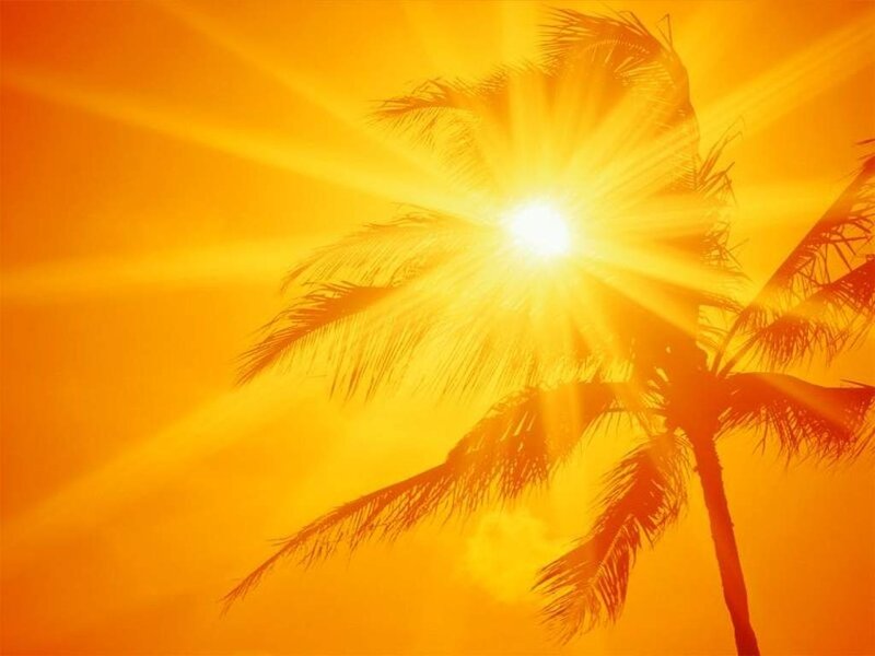 Palm Tree Silhouette — Orange, Dramatic
