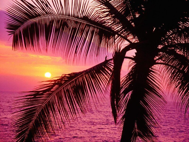 Palm Tree Silhouette — Pink
