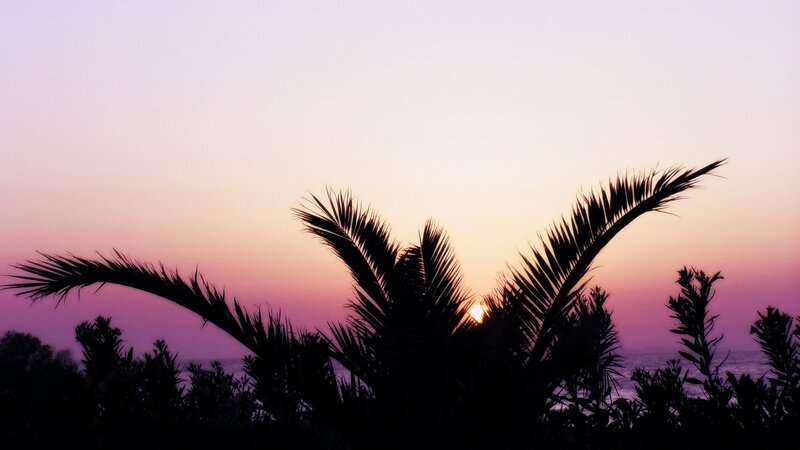 Palm Tree Silhouette — Purple
