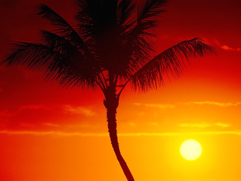 Palm Tree Silhouette — Red, Dramatic