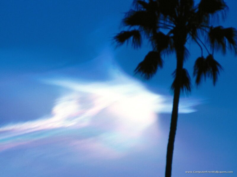 Palm Tree Silhouette