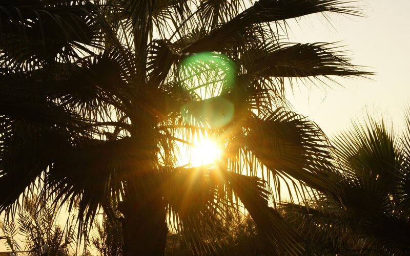 Palm Tree Silhouette — Yellow, Dramatic, Sunset