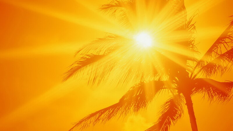 Palm Tree Silhouette — Yellow, Dramatic