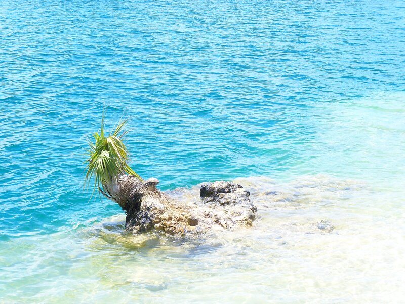 Palm tree stump in turquoise water