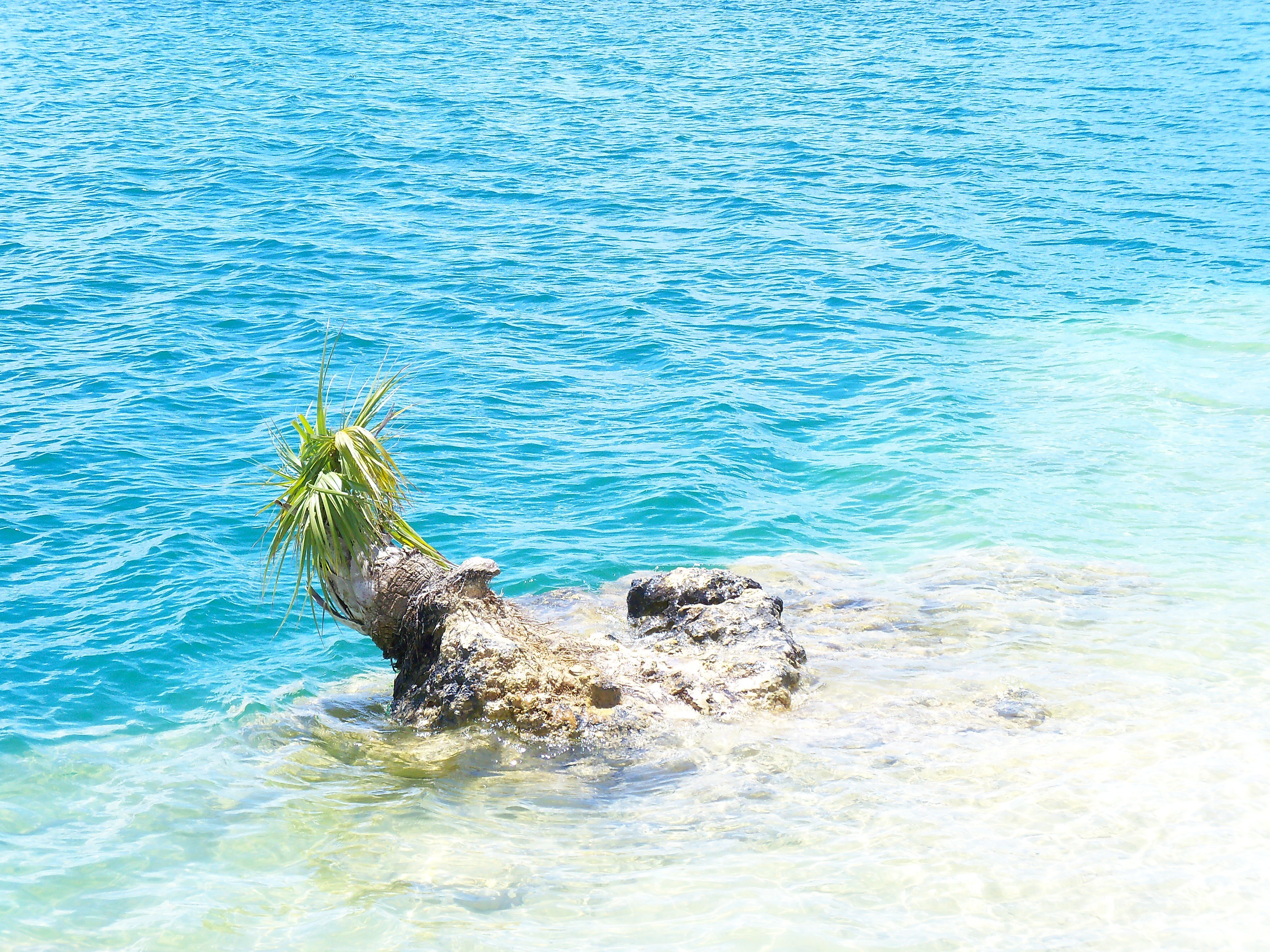 Palm tree stump in turquoise water