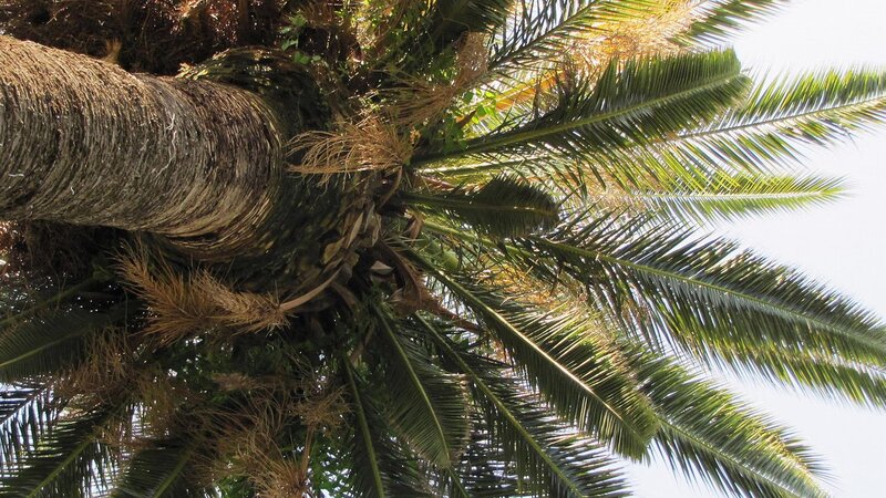 Palm Tree Trunk and Fronds — Green, Serene