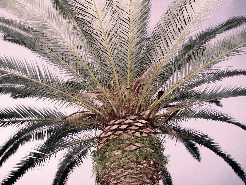 Palm Tree Trunk and Fronds — Green