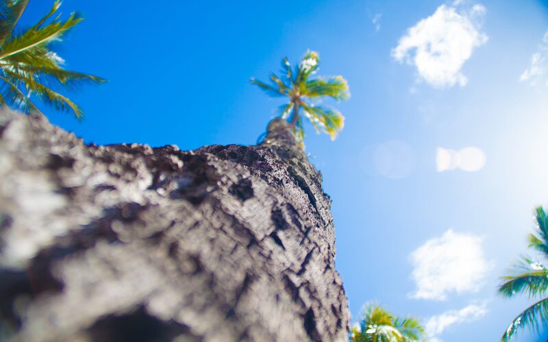 Palm Tree Trunk — Blue, Serene, Afternoon