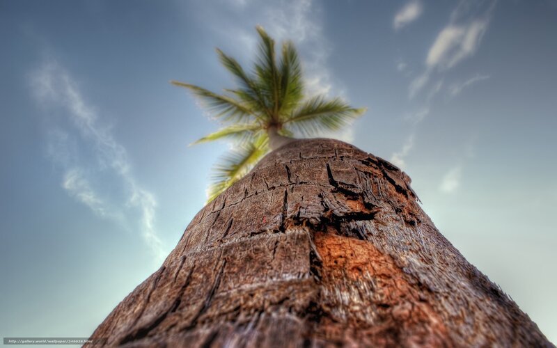 Palm Tree Trunk — Brown, Serene, Afternoon, Photograph