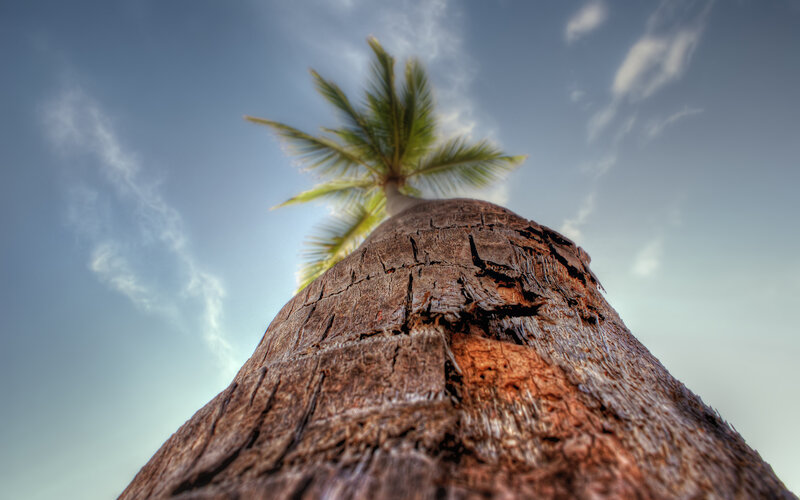 Palm Tree Trunk — Brown, Serene