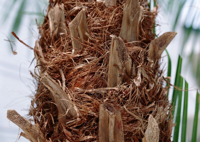 Palm tree trunk close-up