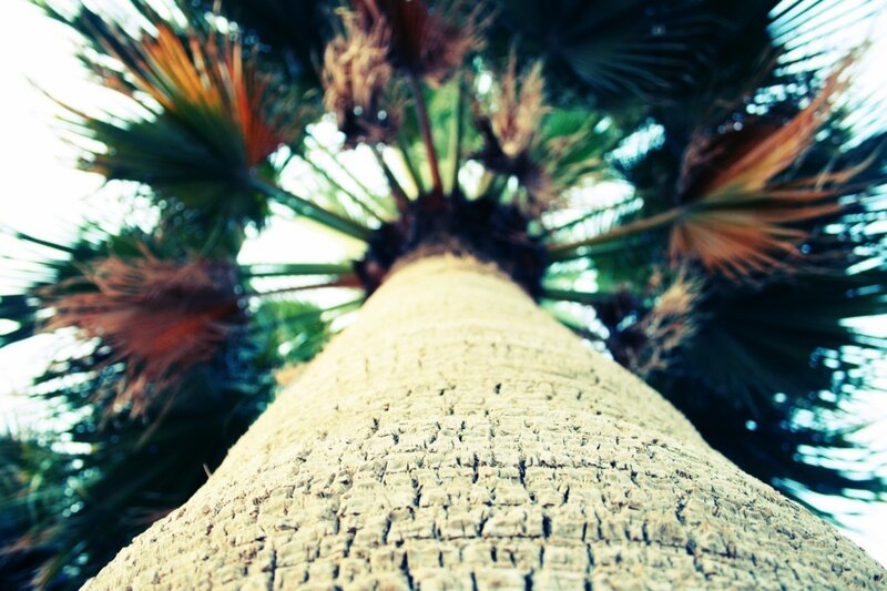 Palm Tree Trunk — Green