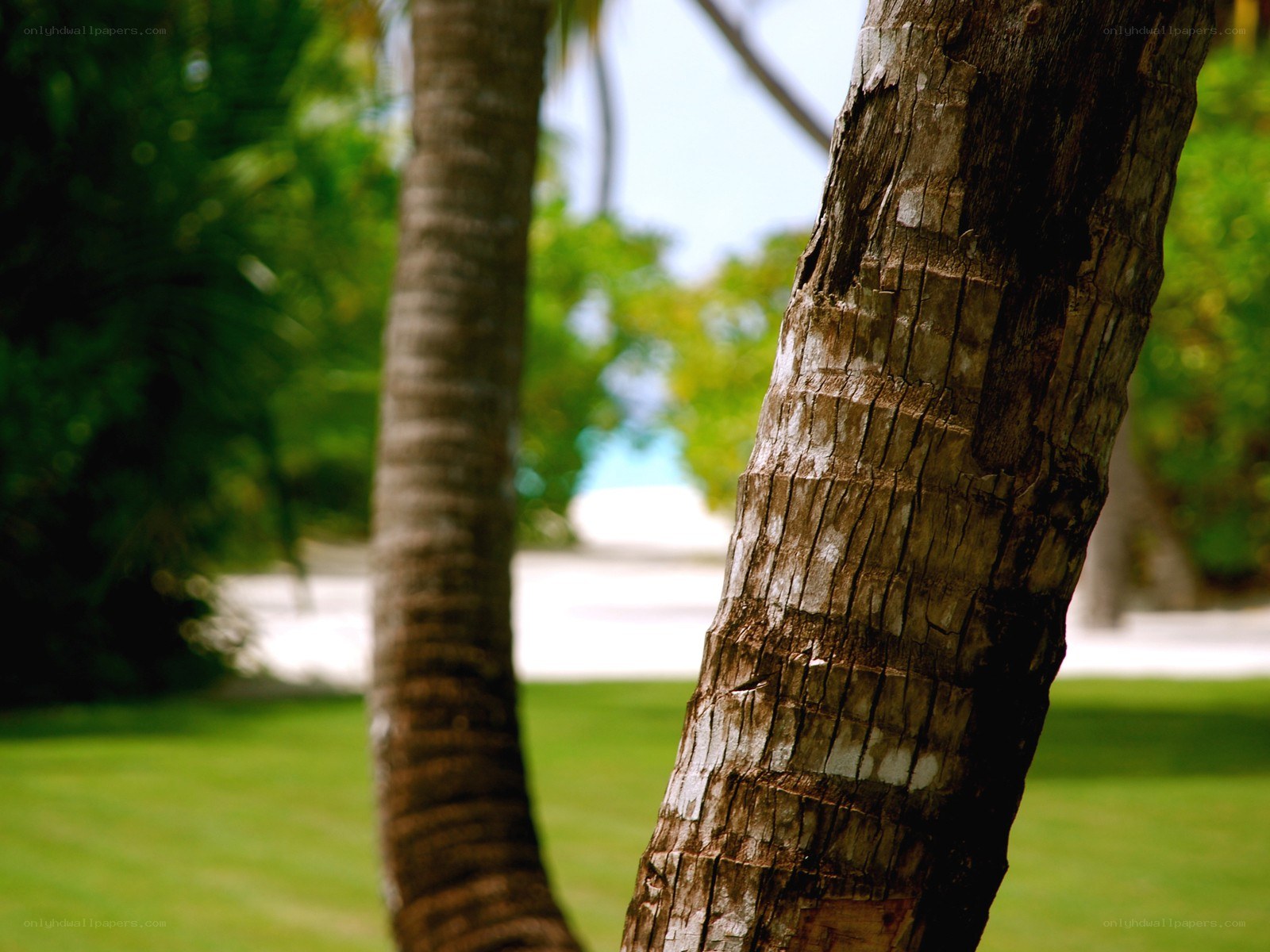 Palm tree trunk in tropical setting