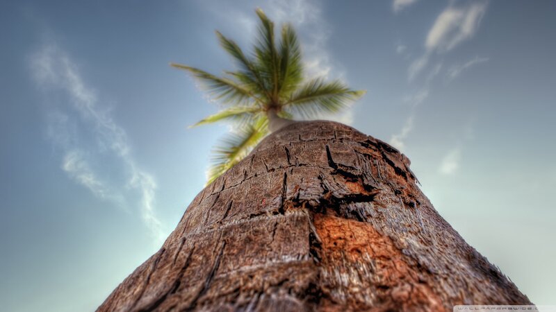 Palm Tree Trunk