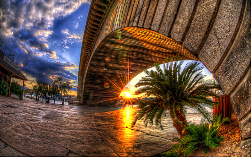 Palm Tree under Bridge