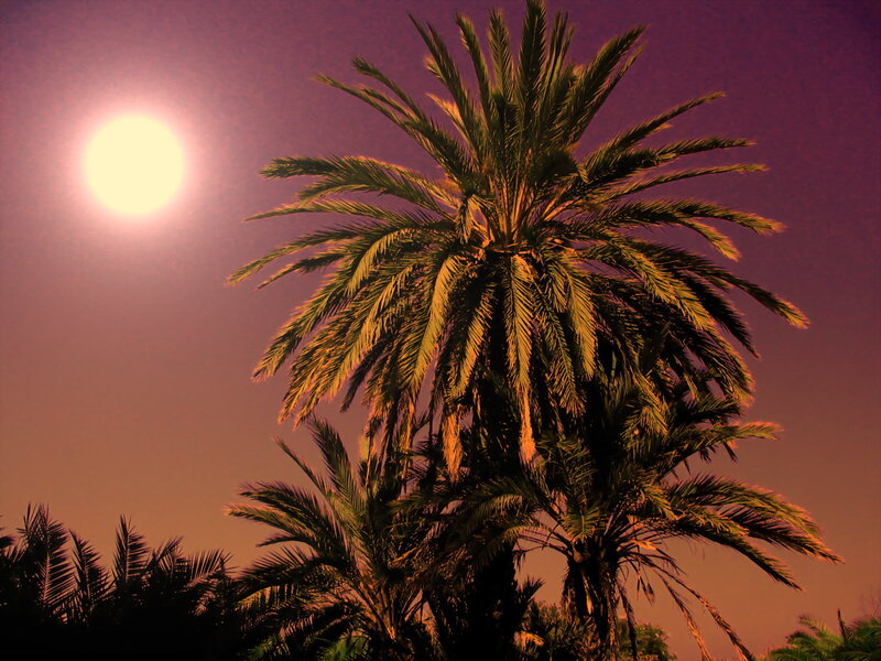 Palm tree under bright moon