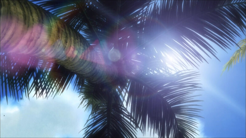 palm tree under bright sun