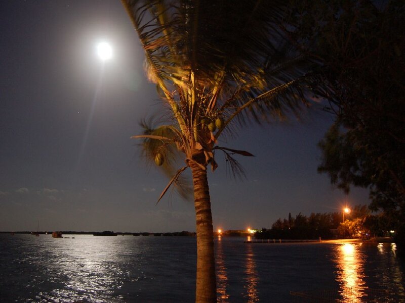 Palm tree under moonlight at night