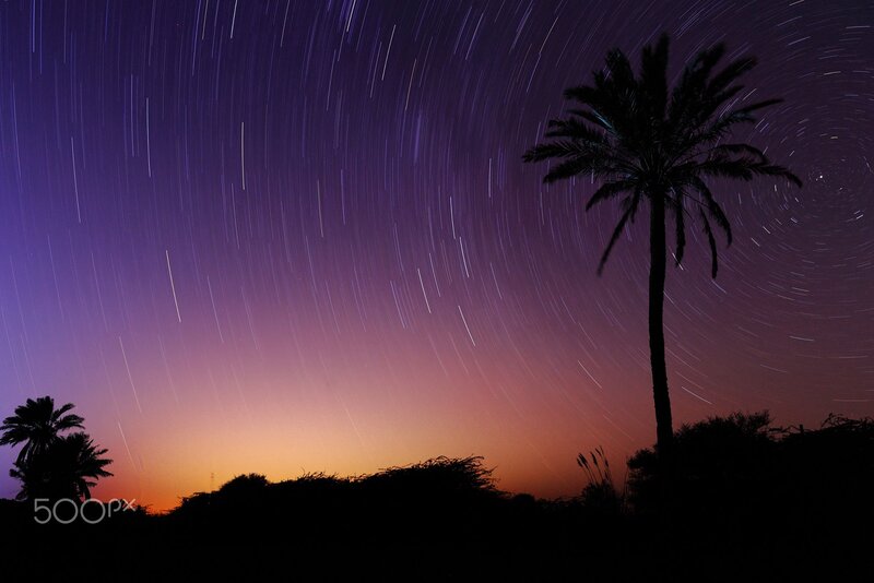 Palm Tree under Star Trails