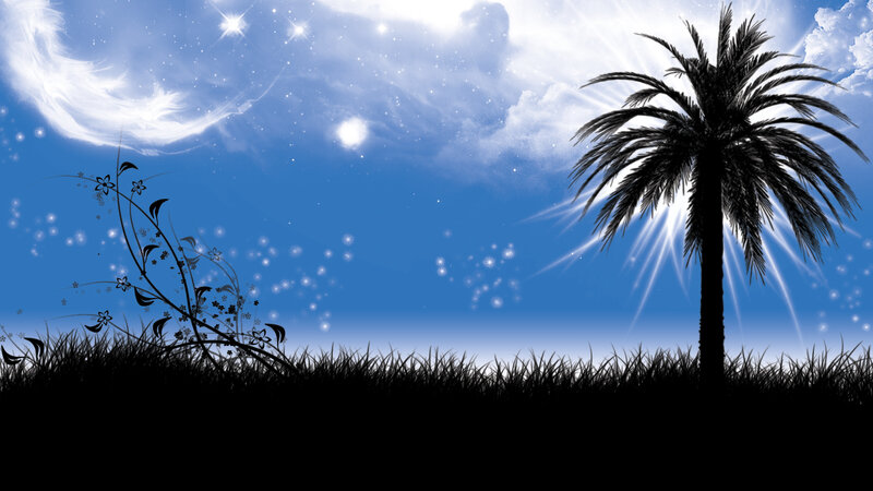 palm tree under starry sky