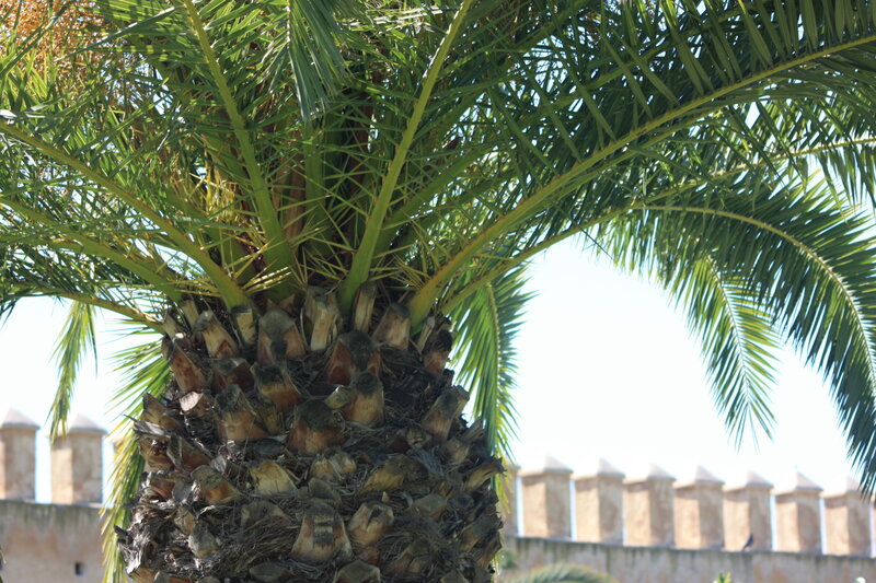 Palm tree with castle wall