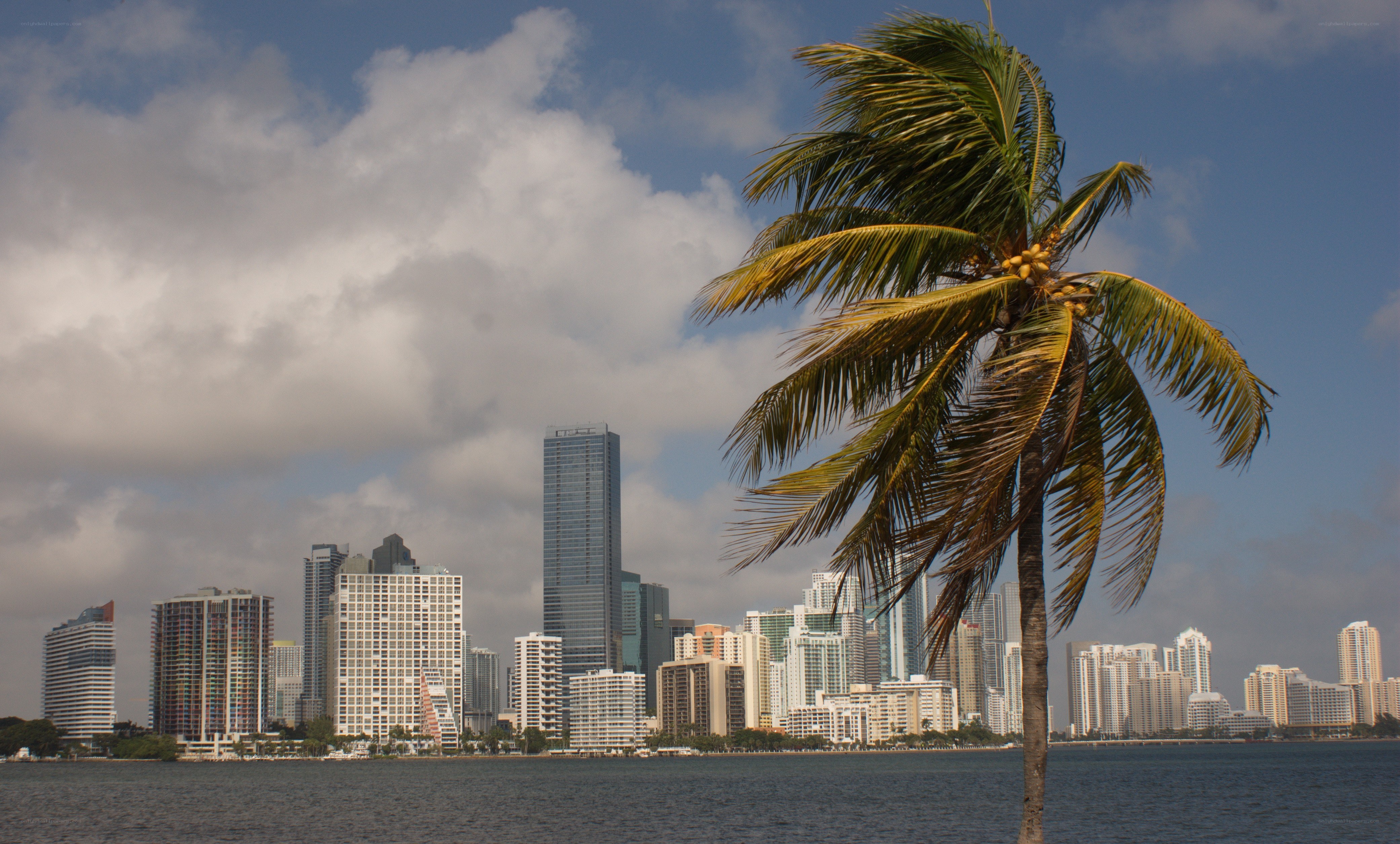 Palm tree with city skyline