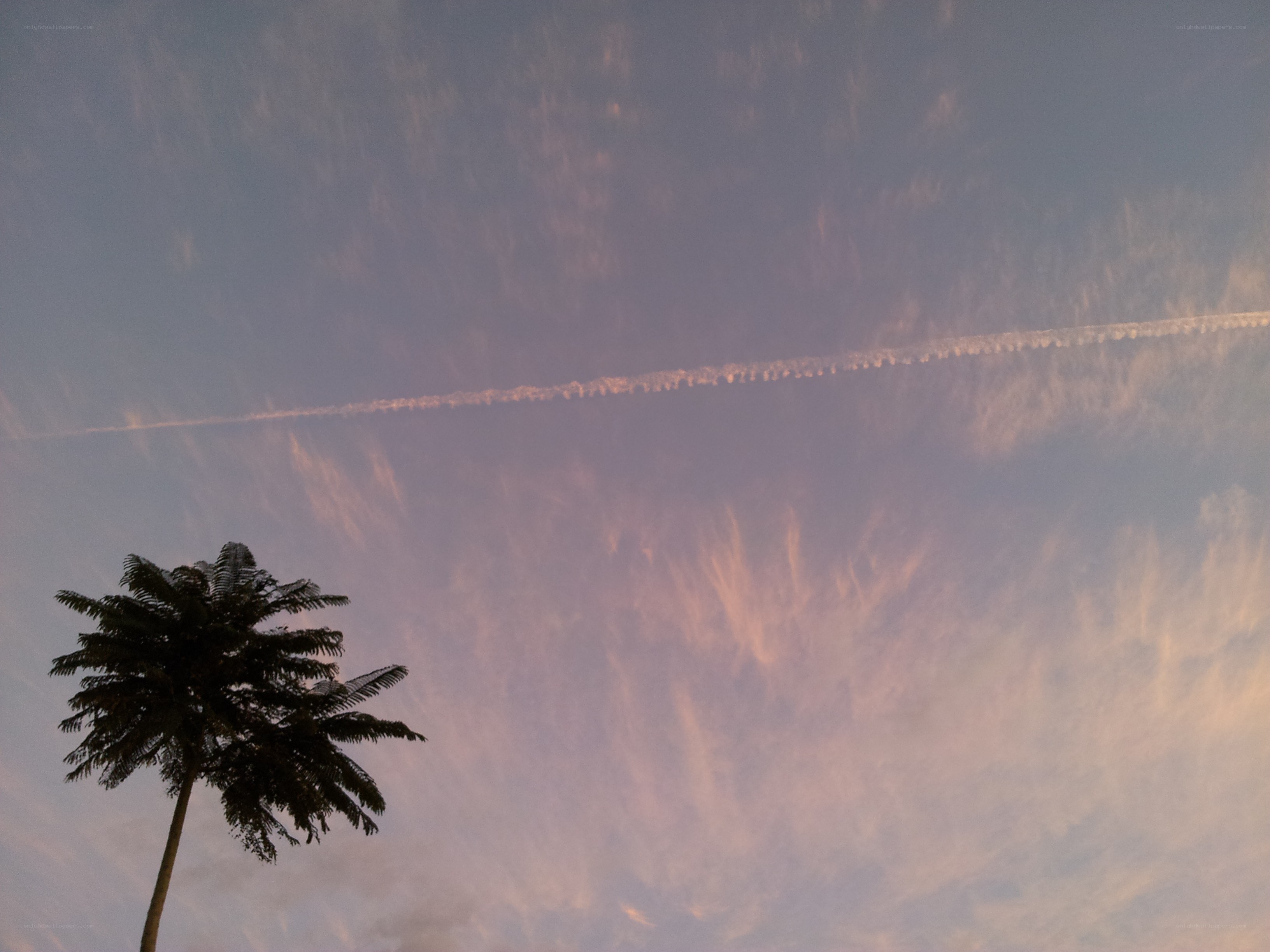 Palm tree with contrail at dusk