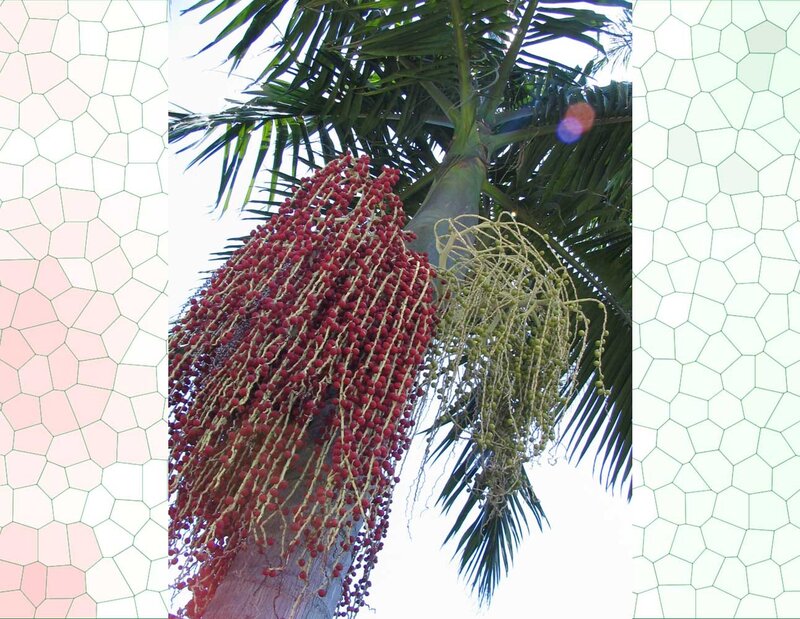 Palm Tree with Fruit