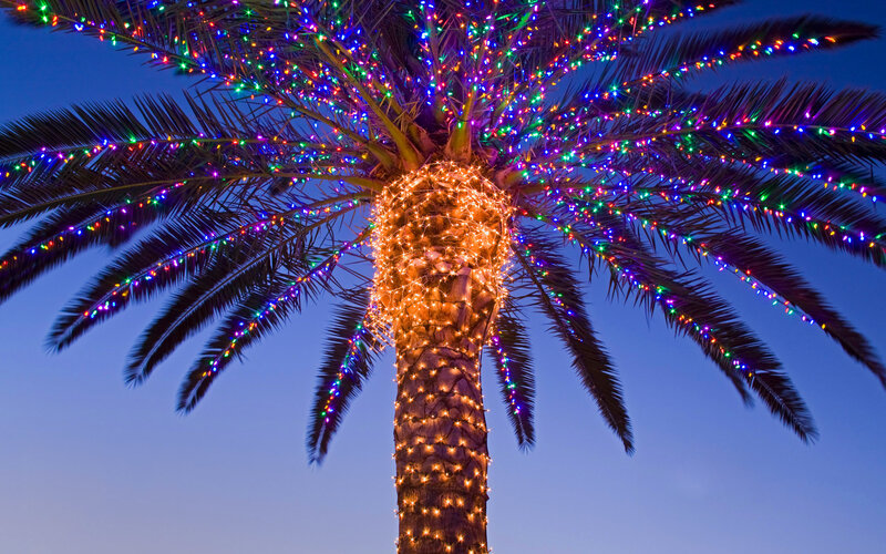 Palm Tree with Lights — Blue