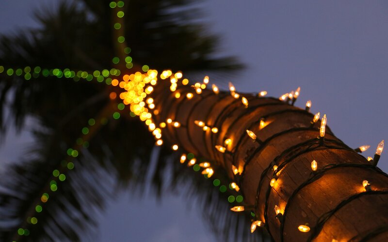 Palm Tree with Lights — Yellow, Festive, Night