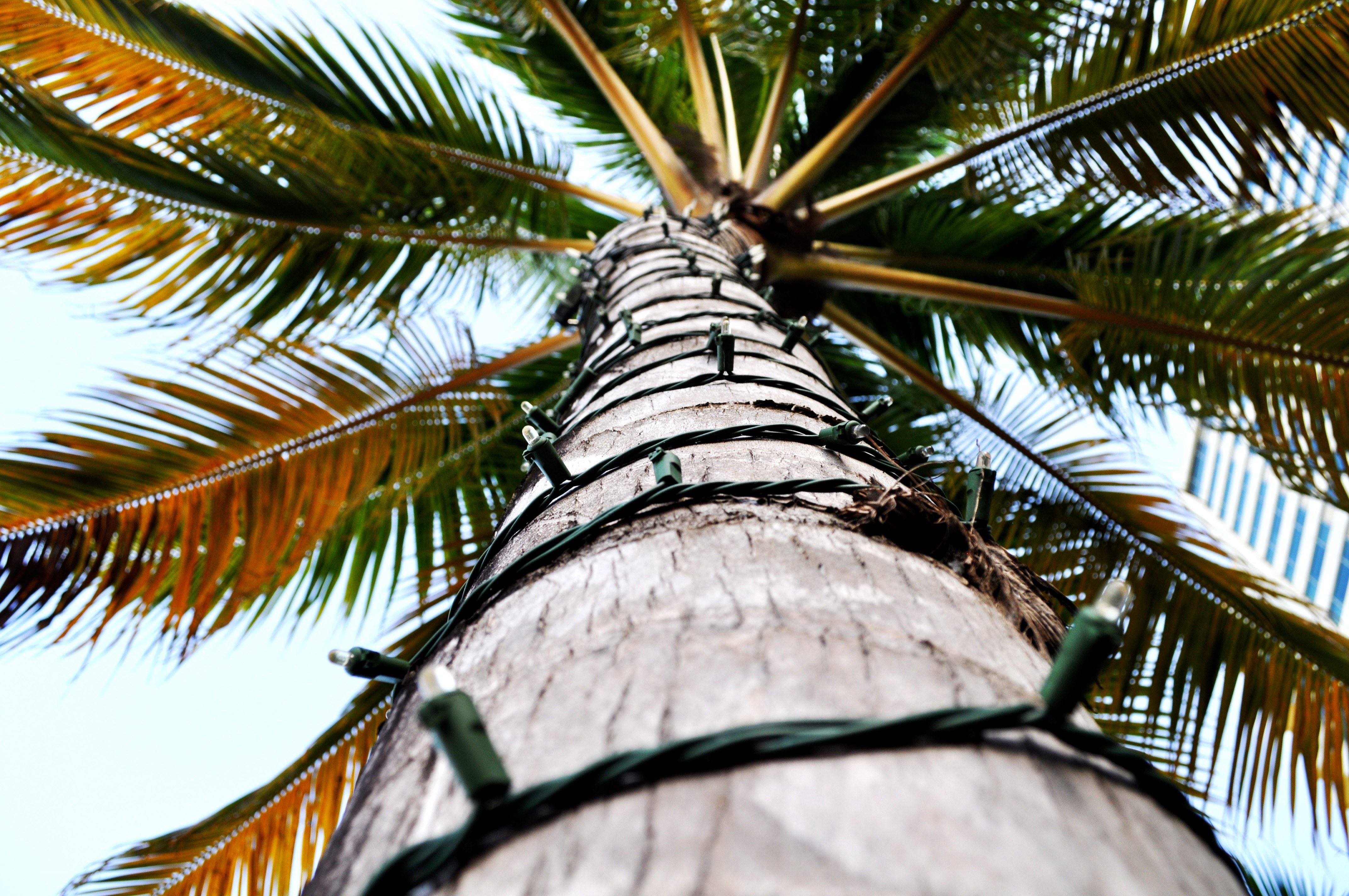 palm tree with lights