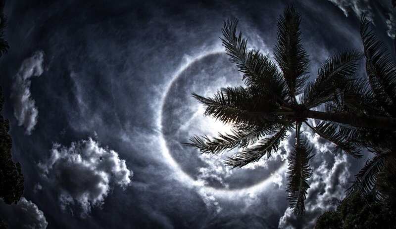 Palm Tree with Moon Halo