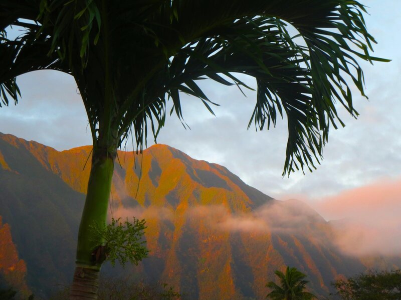 Palm Tree with Mountains
