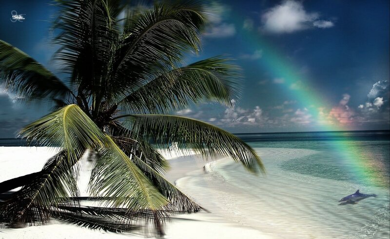 Palm tree with rainbow at beach