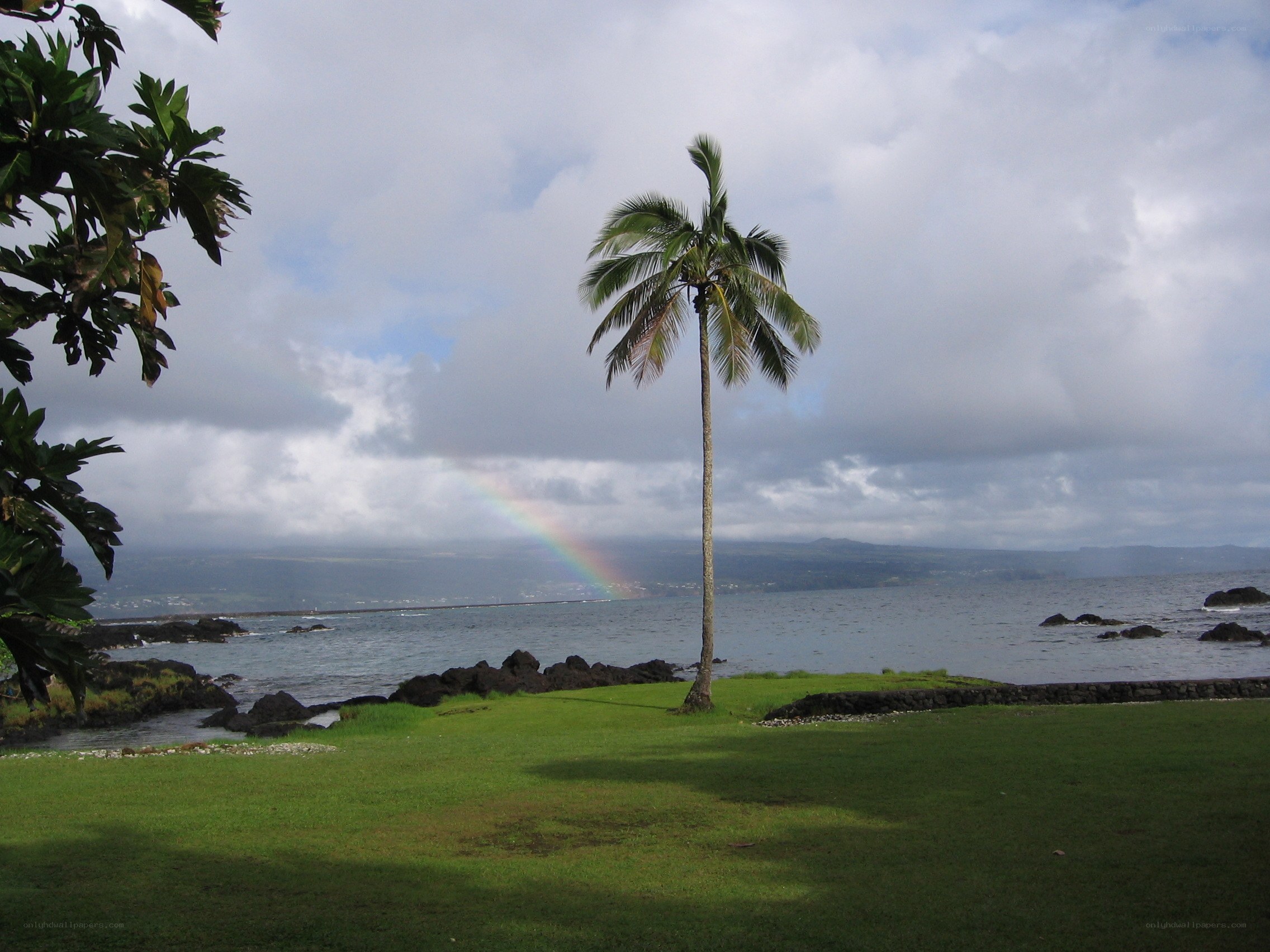 Palm tree with rainbow over ocean