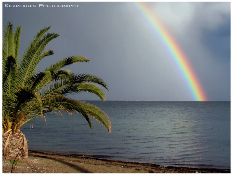 Palm Tree with Rainbow