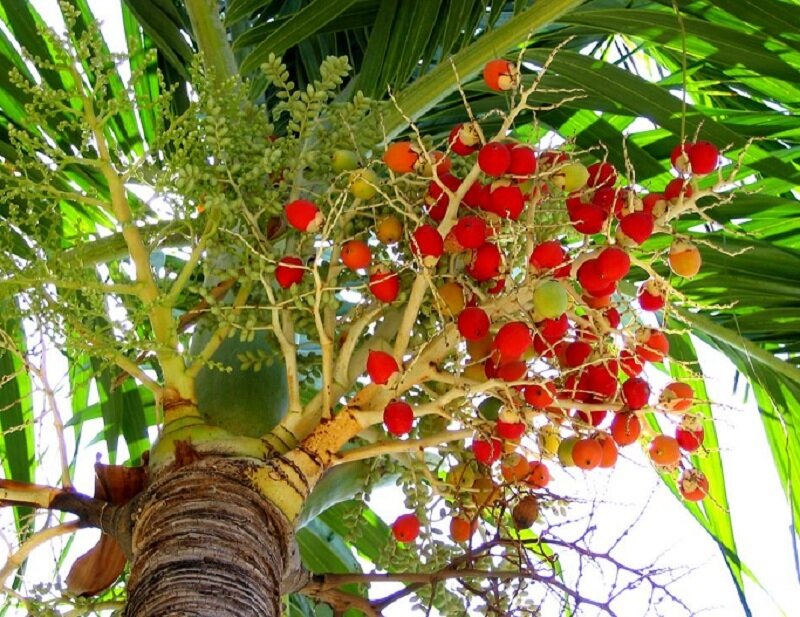 Palm tree with red fruit