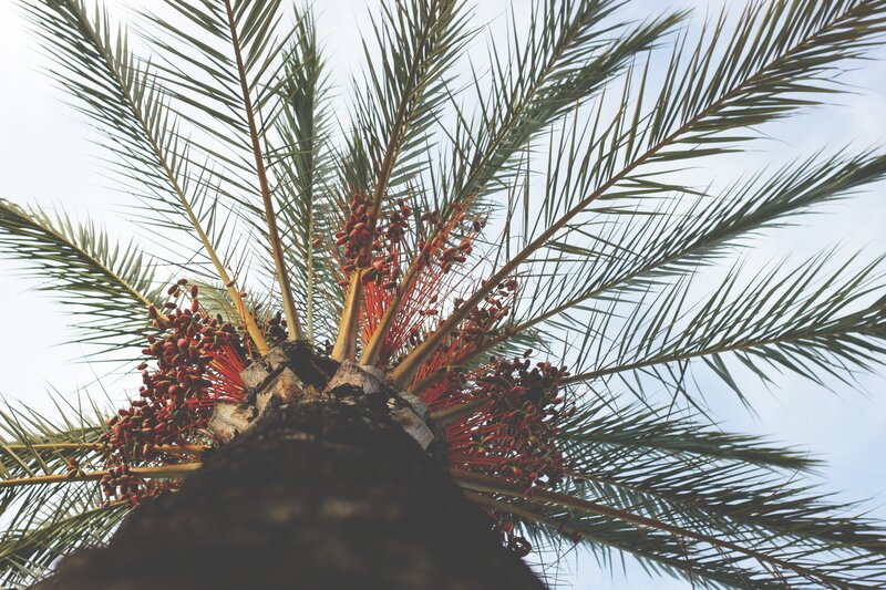 palm tree with red fruit