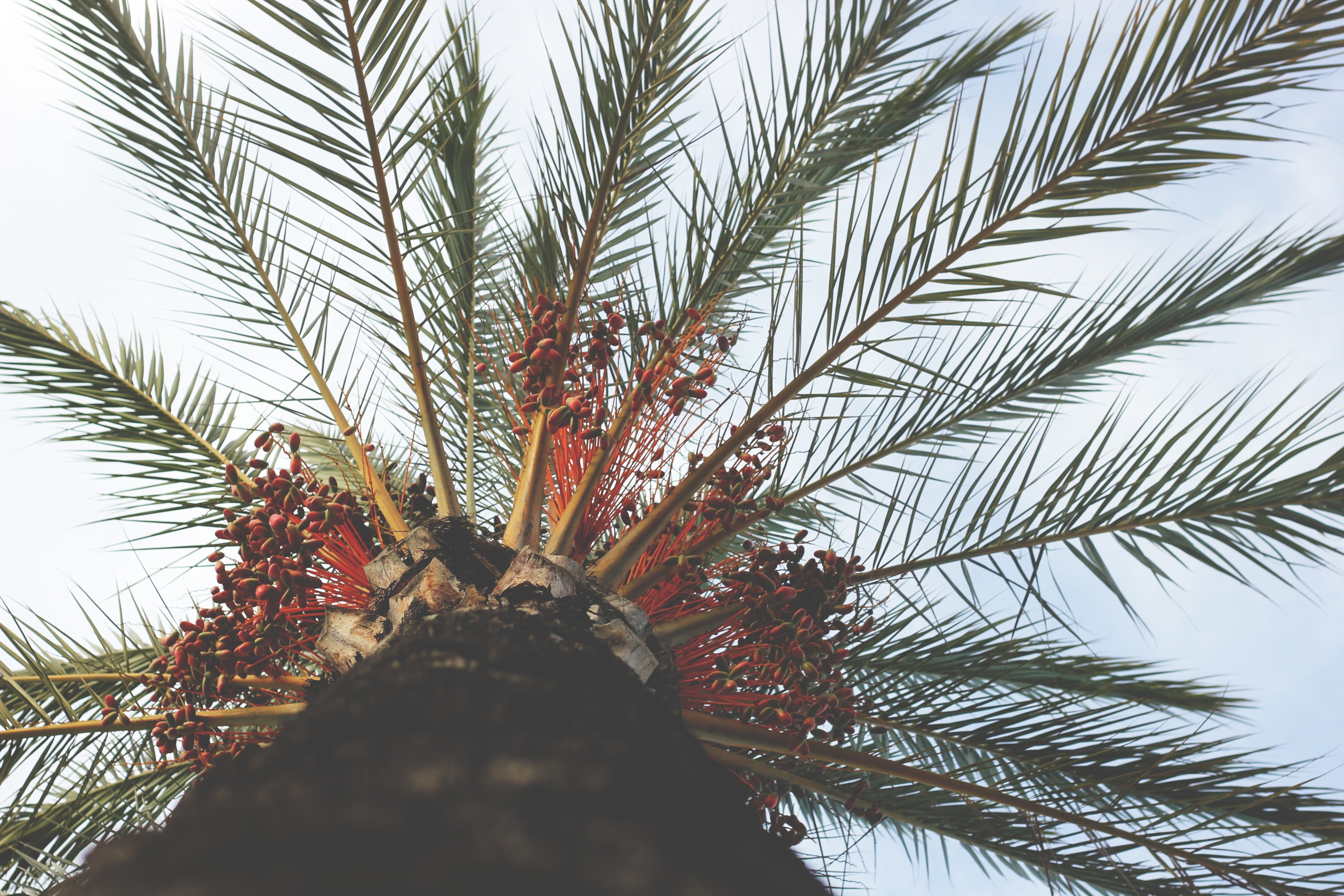 palm tree with red fruit