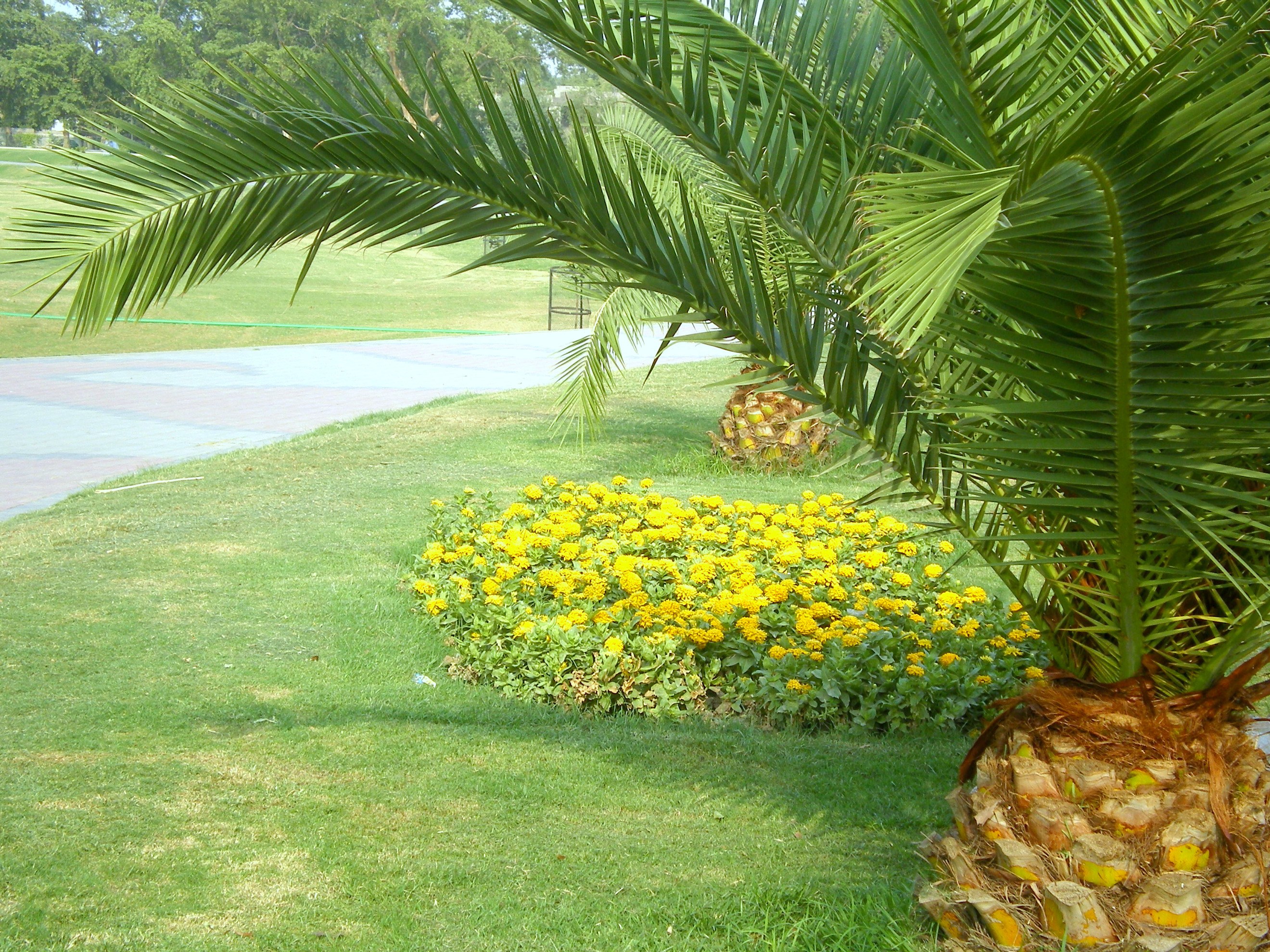 Palm tree with yellow flowers