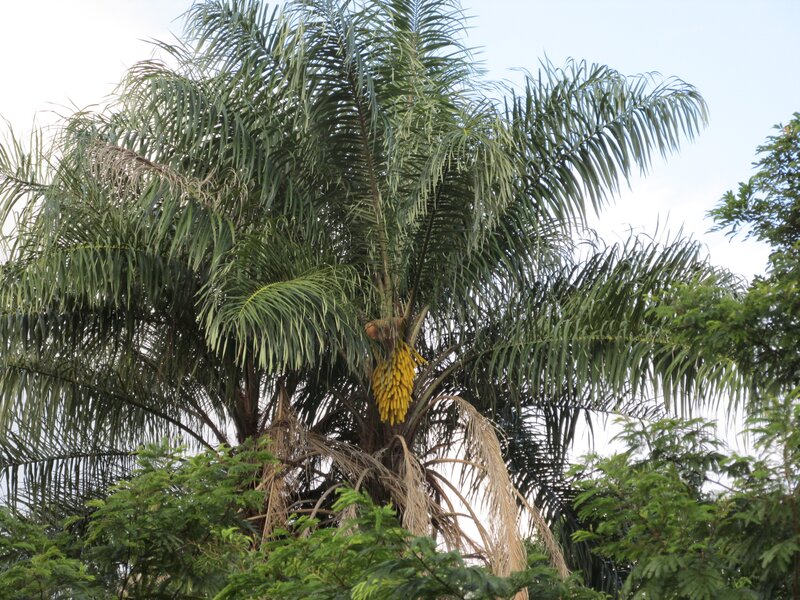 Palm Tree with Yellow Fruit