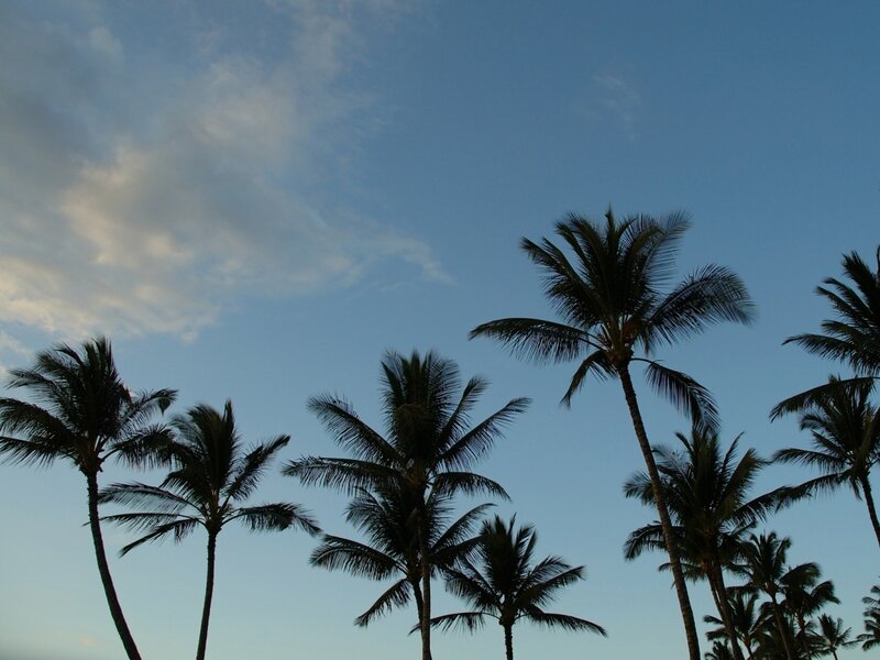 palm trees against a blue sky