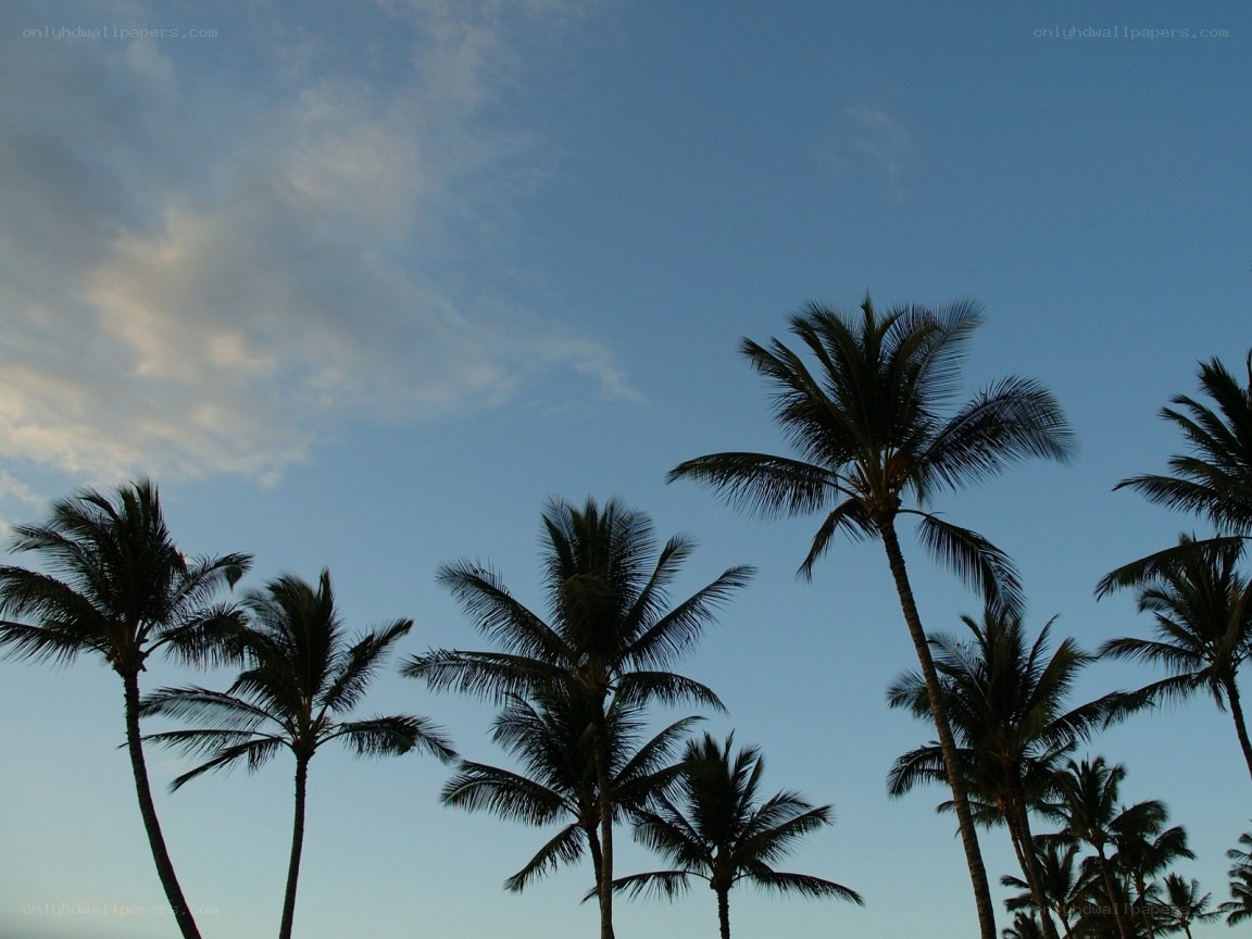 palm trees against a blue sky