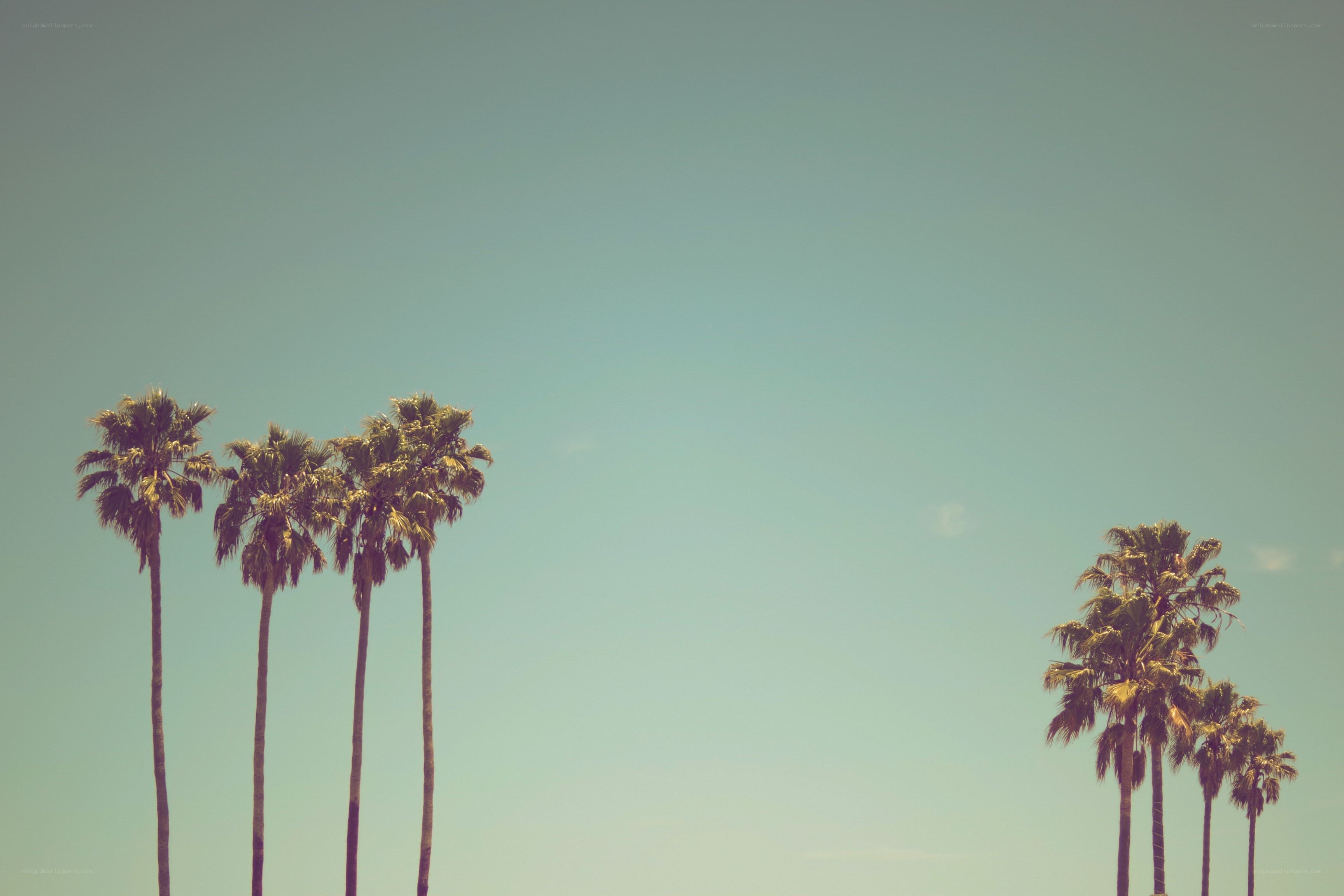 Palm trees against a clear sky
