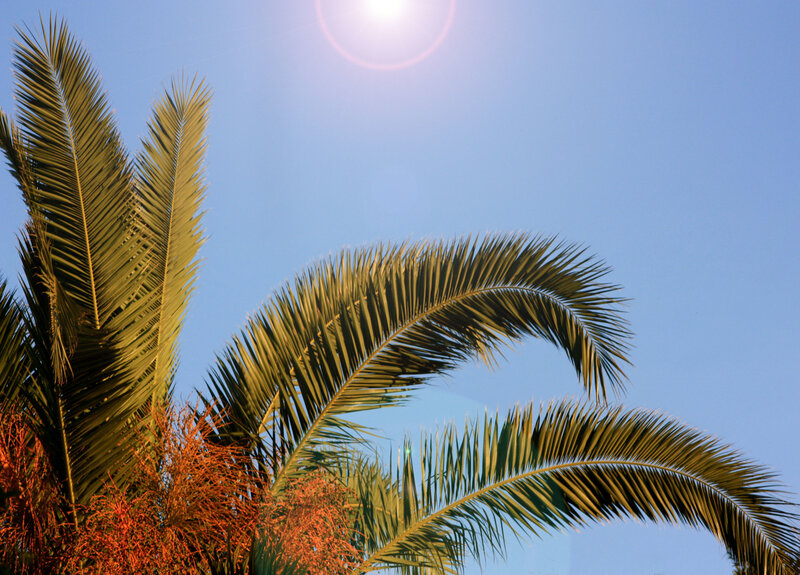 Palm trees against a sunny sky