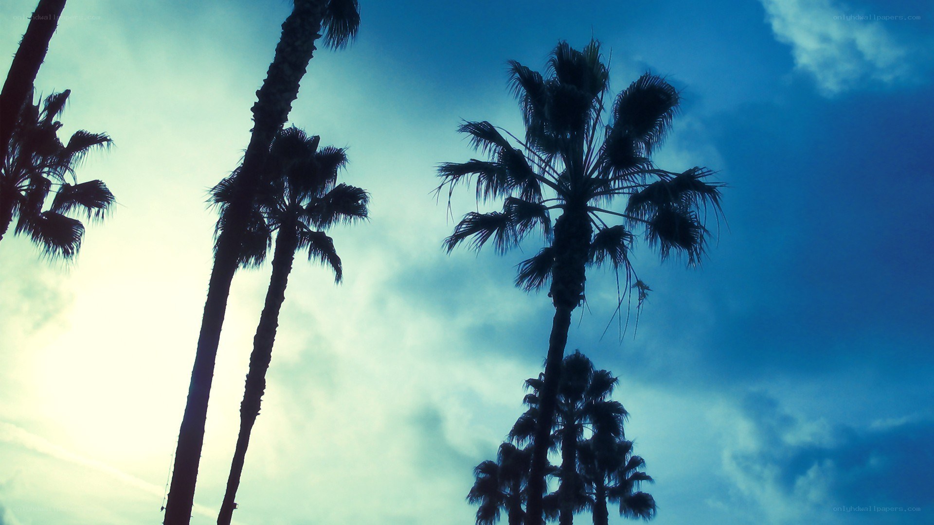 palm trees against blue sky