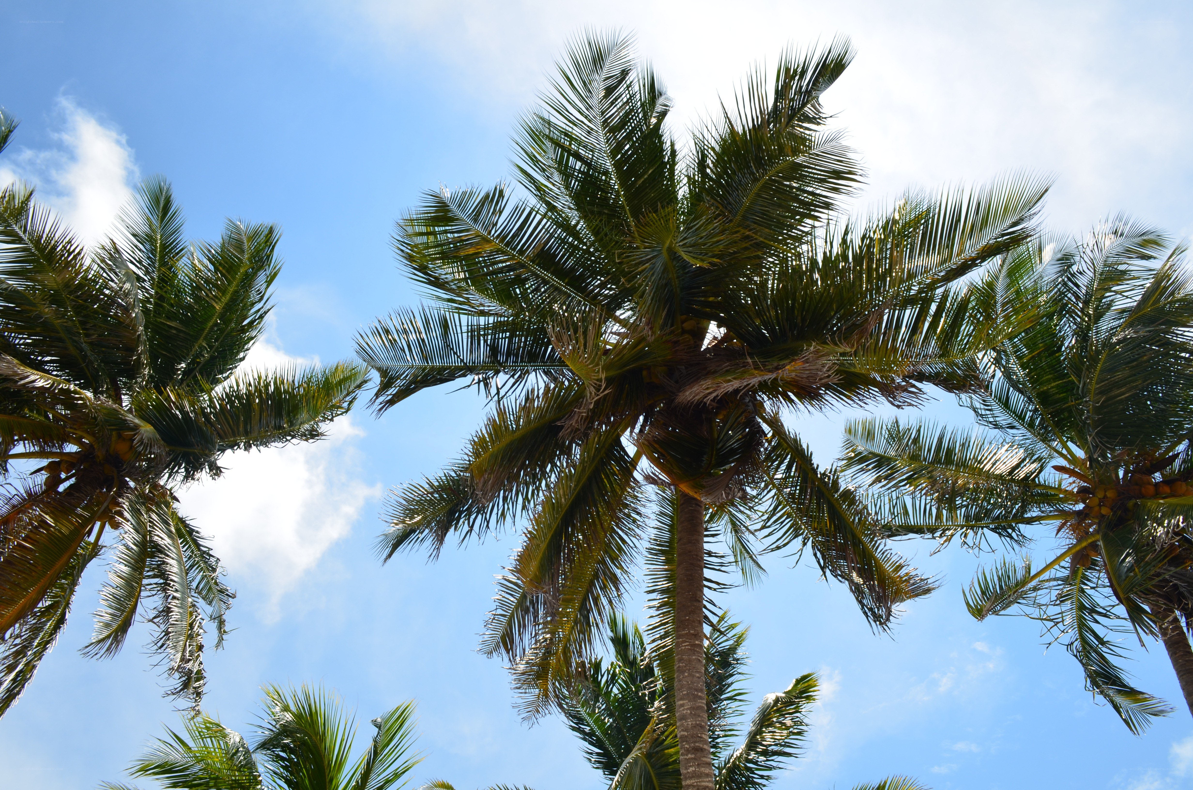 Palm trees against blue sky